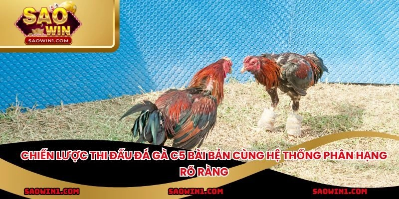 Chiến lược thi đấu đá gà C5 bài bản cùng hệ thống phân hạng rõ ràng