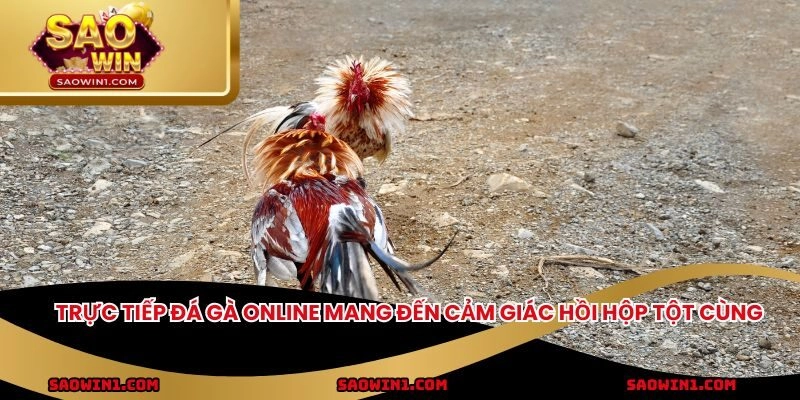 Trực tiếp đá gà online mang đến cảm giác hồi hộp tột cùng